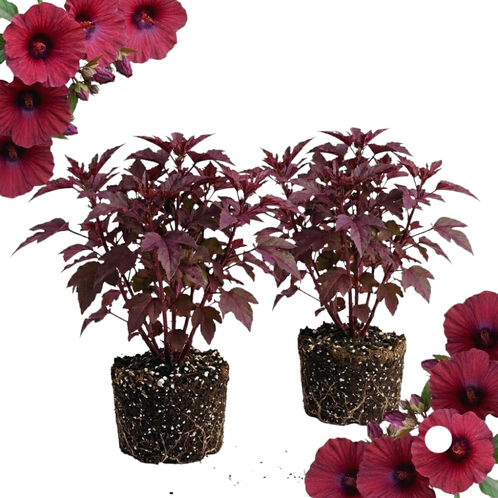 UIOTER Hardy Cranberry Hibiscus