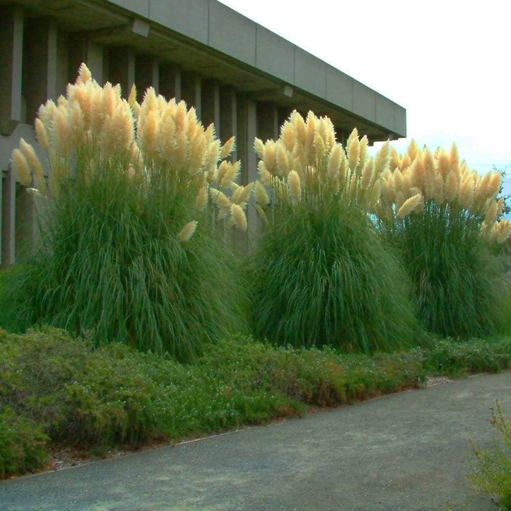 Stauden Gänge 10 x Cortaderia selloana 'Evita' Weißes Pampasgras winterhart