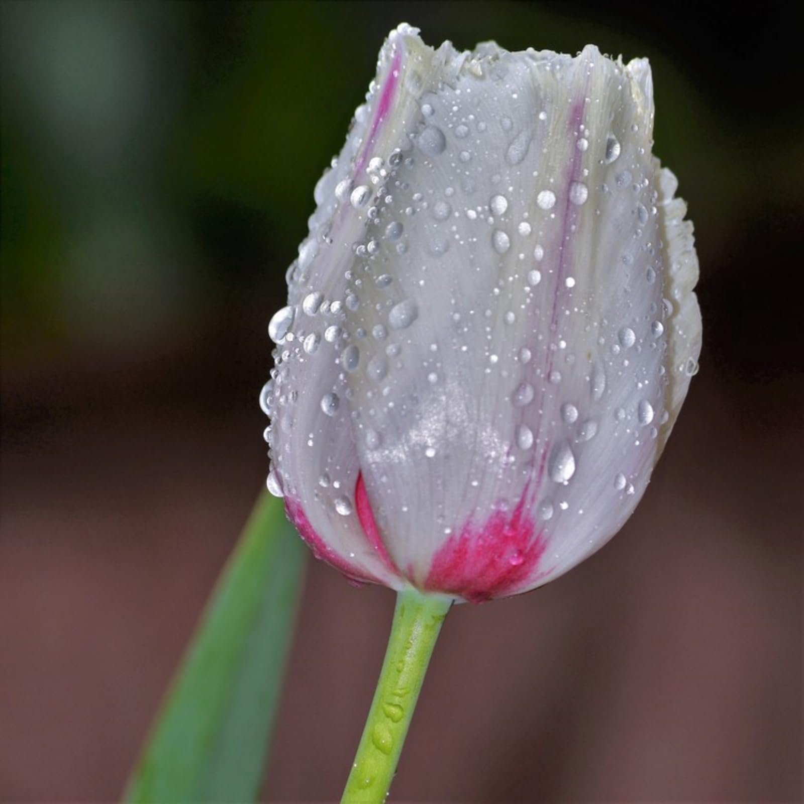 Tulpen,Mehrjährig winterhart/Herbstpflanzung für Frühlingsschönheit,gedeiht in Töpfen-25 zwiebeln-e