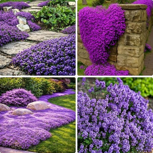 Creeping Magic Thyme Seeds for Planting, 19000+ Mixed Thymus Seed...