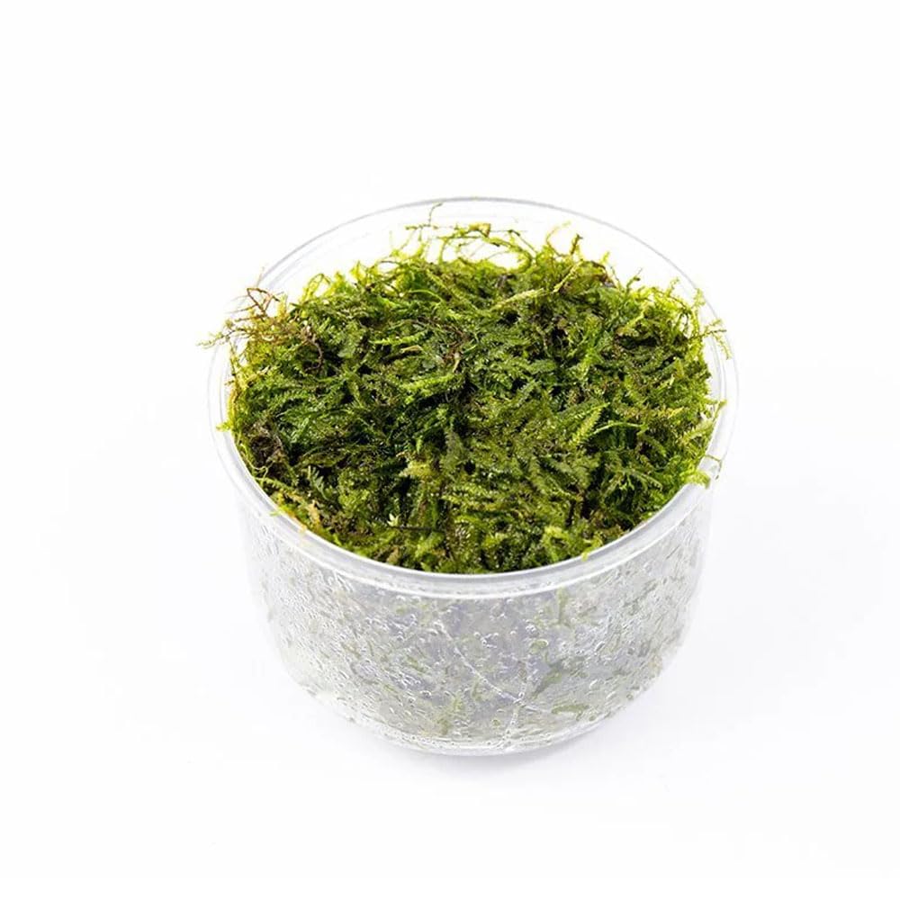 SubstrateSource Java Moss Live Aquarium Plant - Freshwater Fish Tank Decorations for Natural Decor (Large Cup)