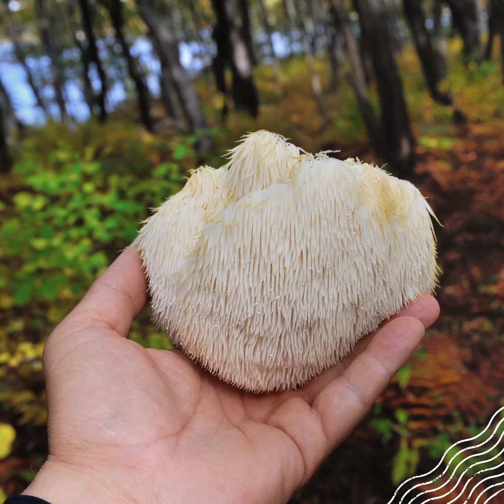 NaturaleBio Hericium Poudre Bio 200g | Bio, Vegan, Sans Gluten | Favorise la Fonction Cognitive, la Santé Intestinale & Immunitaire | Riche en Composés Bioactifs | Facile à Consommer
