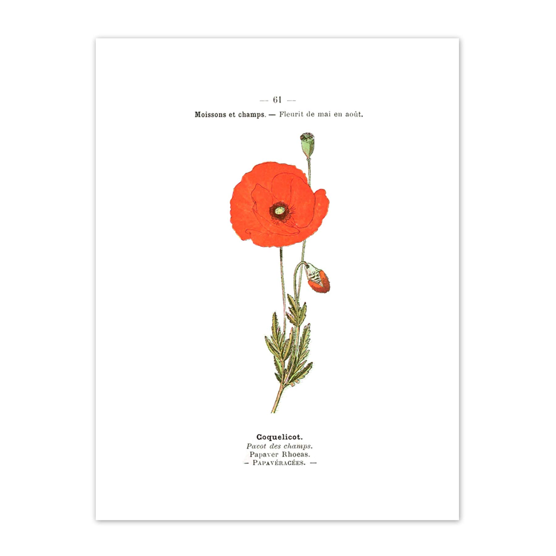 Flower Poppy Coquelicot Papaver Rhoeas Art Print Canvas Premium Wall Decor Poster