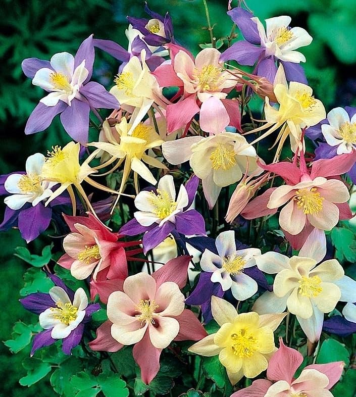 Seeds Columbine Aquilegia Dwarf Mix Indoor Flower Granny’s Bonnet Perennial Garden for Planting