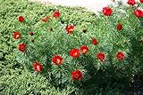 5pcs red Paeonia Tenuifolia Flower Seeds Generic
