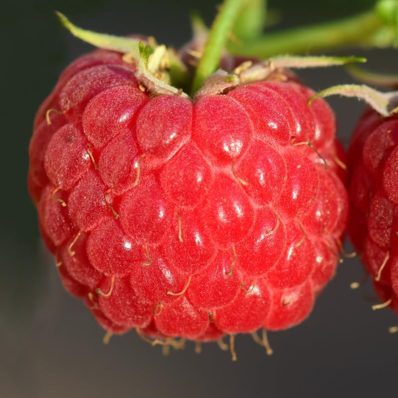3 Plugs Raspberry Plants Live for Planting, Starter 3-5" in Tall, Sweet Raspberry Plants Bushes Ready for Spring Garden, Cold Hardy, No Pot (Delight Red)
