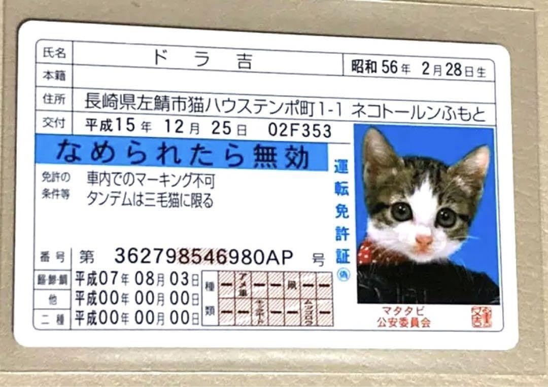 Amazon.co.jp: なめんなよカードコレクション なめ猫 免許証 ドラ吉 