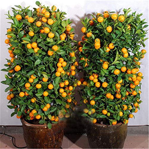 Rare Mandarin Sweet Dwarf Orange Live Plant (1 Live Plant in Polybag)