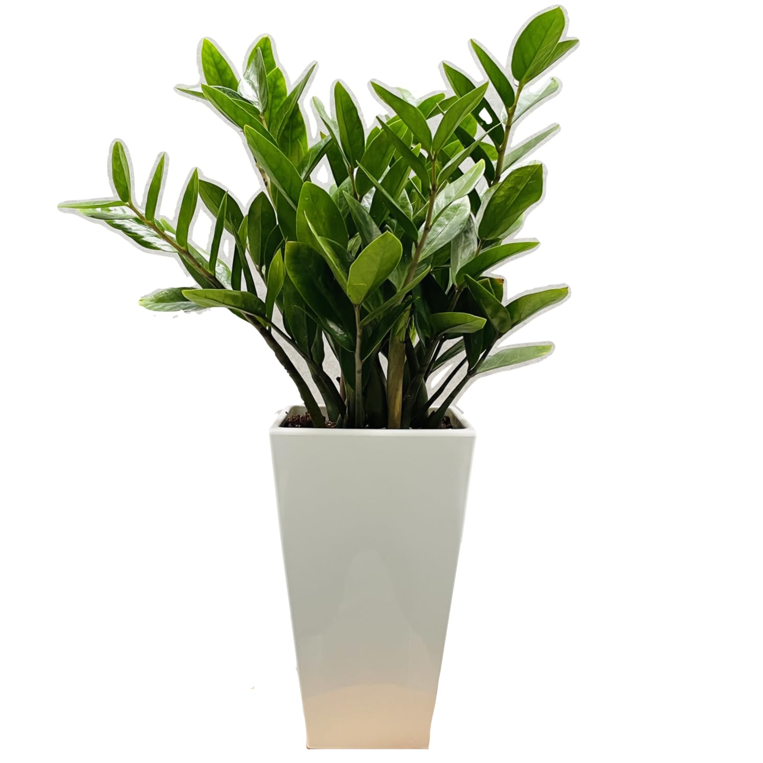 Amazon｜観葉植物 ザミオクルカス ザミーフォリア シンボルツリー 