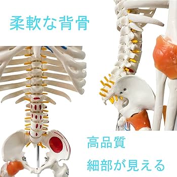 Amazon | timiland 人体骨格模型，脊柱可動・靭帯再現・筋の着色