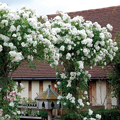 See full amazon price history chart for Royal Paradise Garden Rare Rose Flower Live Plant White Climber Rose Flower Plant (1 Healthy Live Plant) Royal Paradise Garden Rare Rose Flower Live Plant White Climber Rose Flower Plant (1 Healthy Live Plant) (B07PGVN38M) Amazon Price History, Amazon Price Tracker