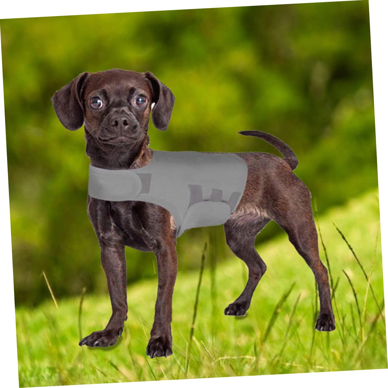 Sosoport Dog Relief Wear Emotional Appeasing Pet Jacket Size s for Barking Easy Adjustment