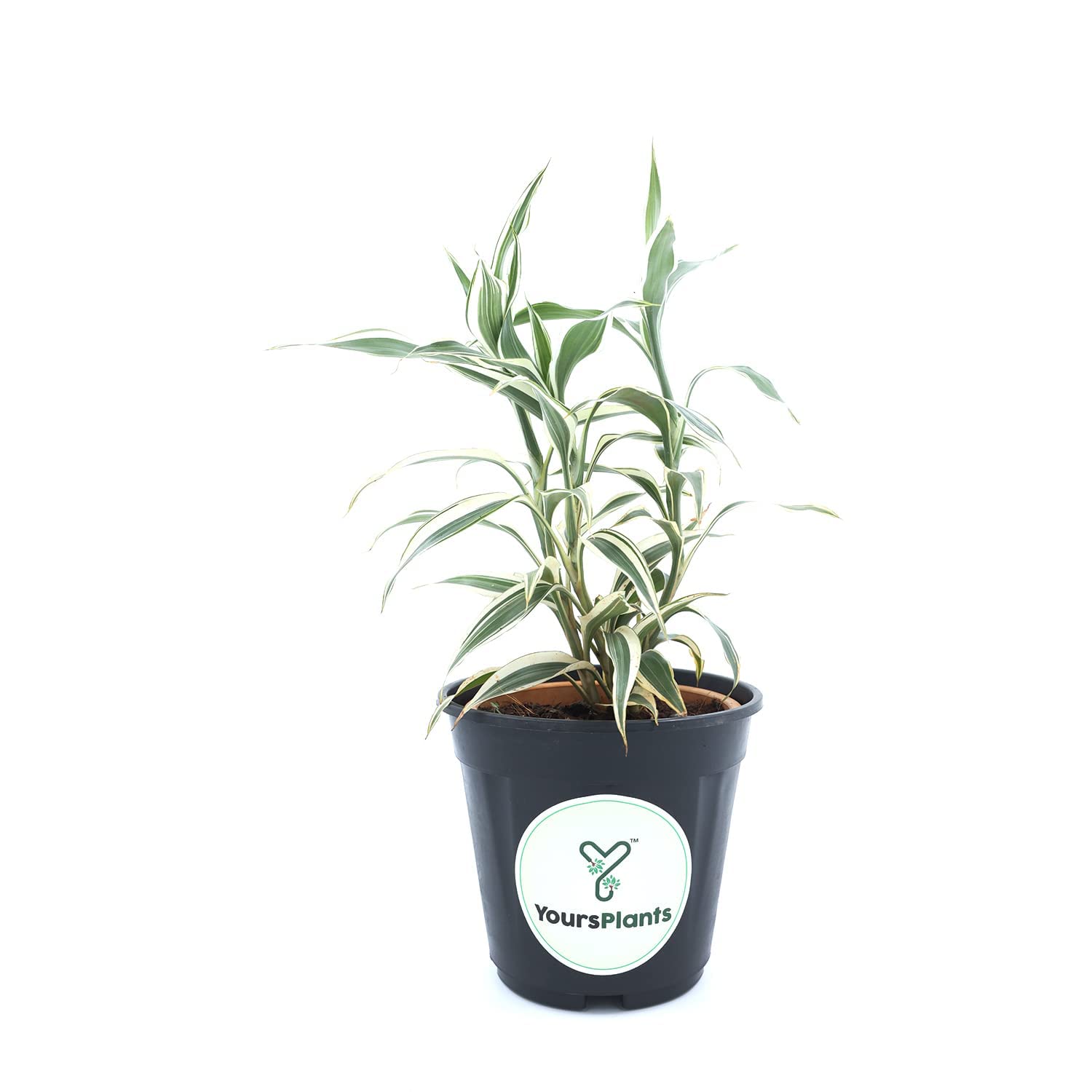 YoursPlants Bamboo Ribbon Plant (Dracaena Sanderiana) Curly Bamboo Light Green Indoor Plants (White) (B0CL2K1YWK) Amazon Price History, Amazon Price Tracker