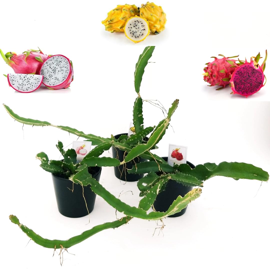 POWERS TO FLOWERS - PITAYA TRIS: GIALLA, A POLPA ROSSA e BIANCA, FRUTTO DEL DRAGO, HYLOCEREUS UNDULATUS, DRAGON FRUIT, 3 PIANTE, piante vere