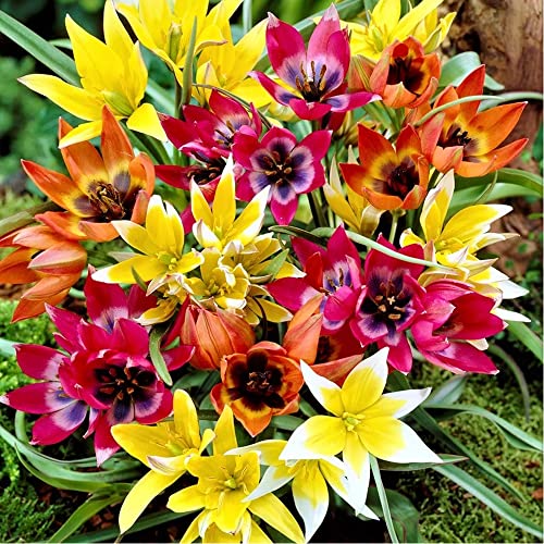 7 x Tulip Botanical Mixed - Naturalize Easily - Lovely Delightful Flowers – Perennials - for Your Beautiful Spring Garden