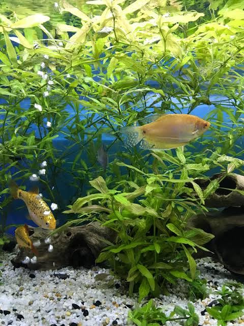 Hygrophila Aquarium Live Plant for Guppies (Water Purifying Aquatic Grass, Fast Rooting & Easy Care) - Best for Freshwater Ponds, Fish Bowls & Decoration (3 Healthy Live Vine Plant)-image-45