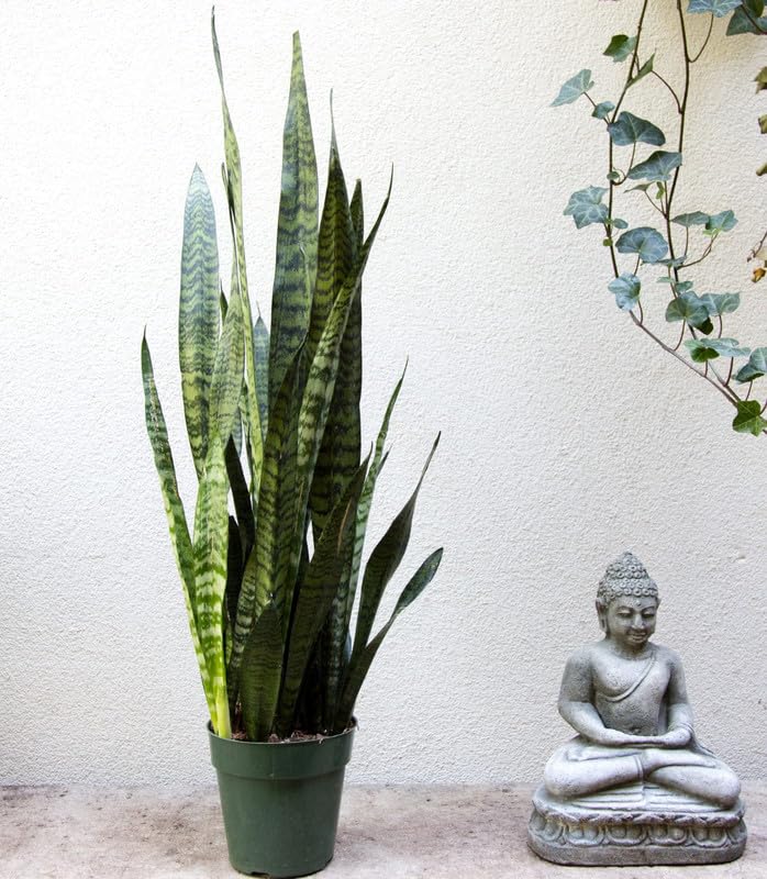 Snake plant live indoor (Tall Sansevieria plant variety for more Air Purification and Oxygen) Pack of 1 With pot Big size