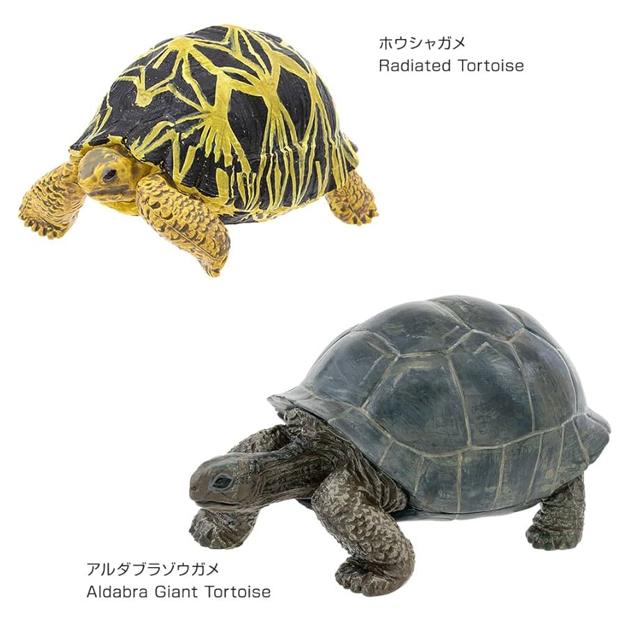 亀ページ Amazon | カロラータ 爬虫類 フィギュア 立体図鑑 (カメ トカゲ