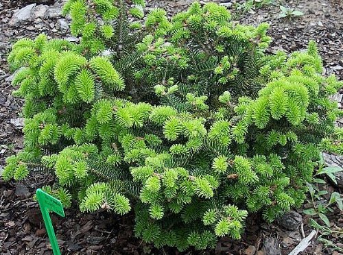Dwarf Greek Fir Meyers Dwarf 2 - Year Tree
