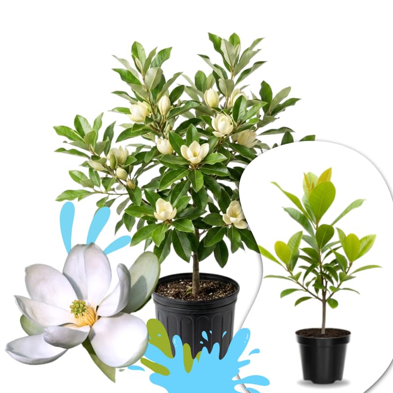 02 Sweetbay Magnolia Trees Live Plants 2.5 Pot 1 Year Old Well-Rooted Tree Cold Hardy Magnolia Shrub for Spring Planting Fast-Growing