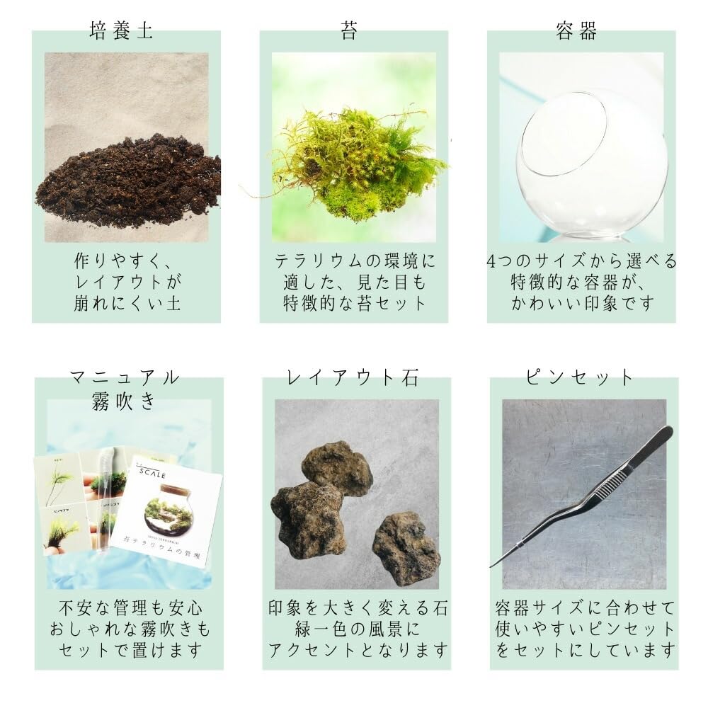 Amazon｜【スターターキット】10cm 溶岩石 苔テラリウム コウヤノ