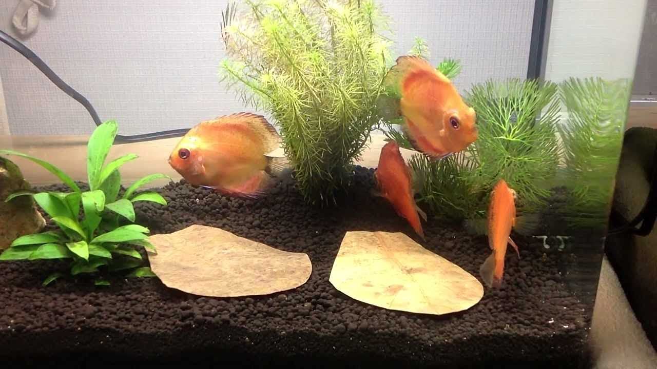 See full amazon price history chart for SRI SAI FORESTRY Deva Catappa Leaf Indian Almond Leaves for FishAquarium Lowers Water ph Keeps Fish Happy stressless Pack of 10 SRI SAI FORESTRY Deva Catappa Leaf Indian Almond Leaves for FishAquarium Lowers Water ph Keeps Fish Happy stressless Pack of 10 (B0825Y33G6) Amazon Price History, Amazon Price Tracker