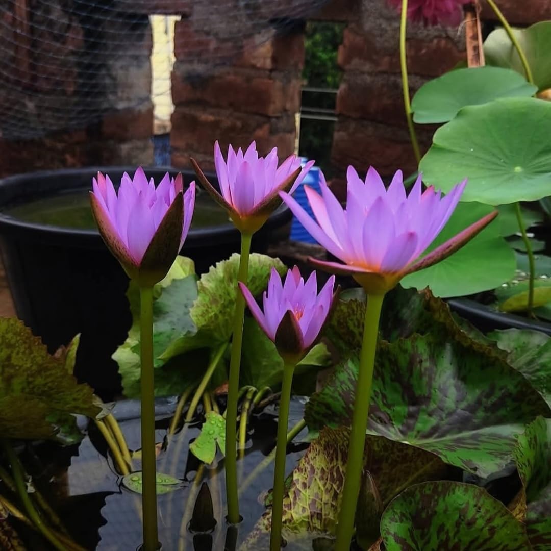 Live Water Lily Bulb | Fresh Aquatic Flower Root | Pond Garden Plant | Beautiful Floating Leaves & Flowers - pack of 3-image-14
