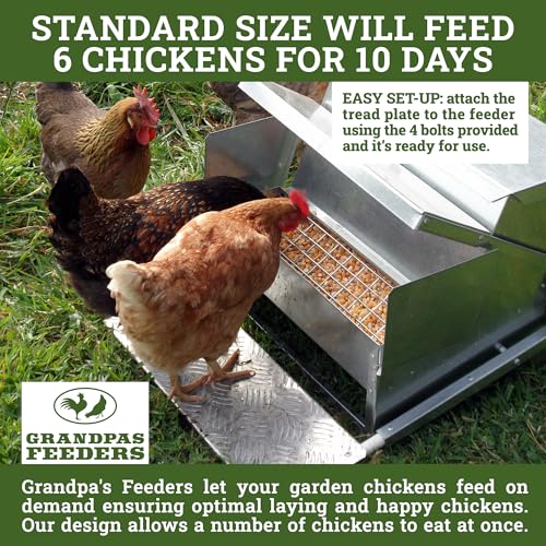 Grandpa's Feeders Automatic Chicken Feeder - Sturdy Galvanized Steel Poultry Feeders - Rat Proof & No Spill with Weatherproof Lid - Standard Size for 6-12 Chickens 10 days (20lb Feed) - 4