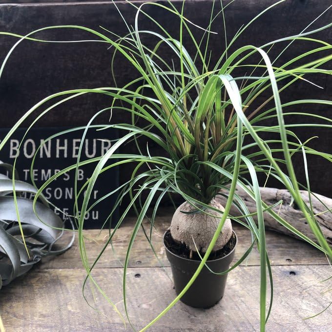 トックリラン ノリナ ポニーテール Amazon｜ポニーテール トックリラン ノリナ 観葉植物 おしゃれ｜観葉