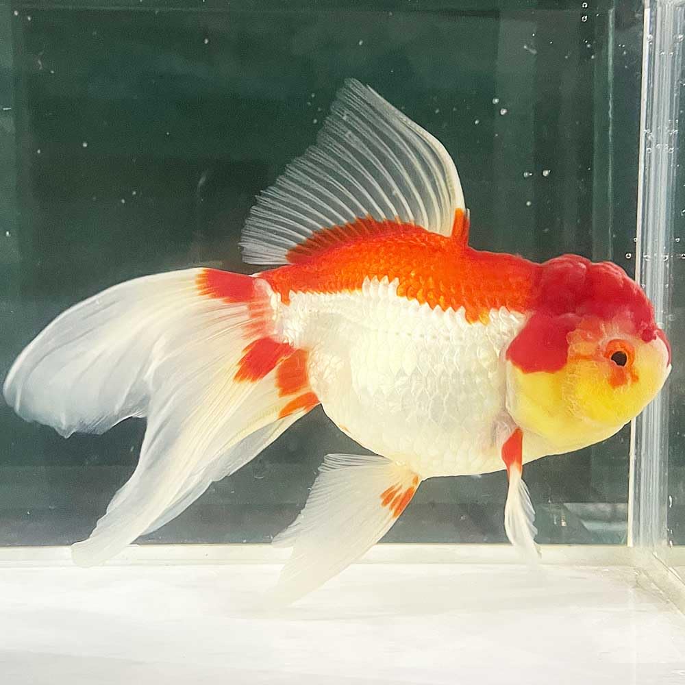 特選金魚○弥富産！○超特大！更紗オランダ獅子頭♂1尾05○