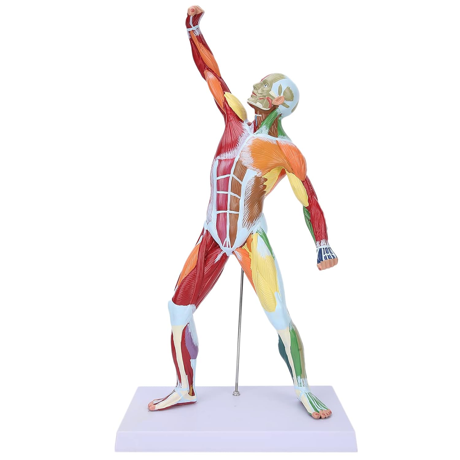 Human Anatomy Muscle Model, 50cm Muscular System Structure Body Training Educational Tool