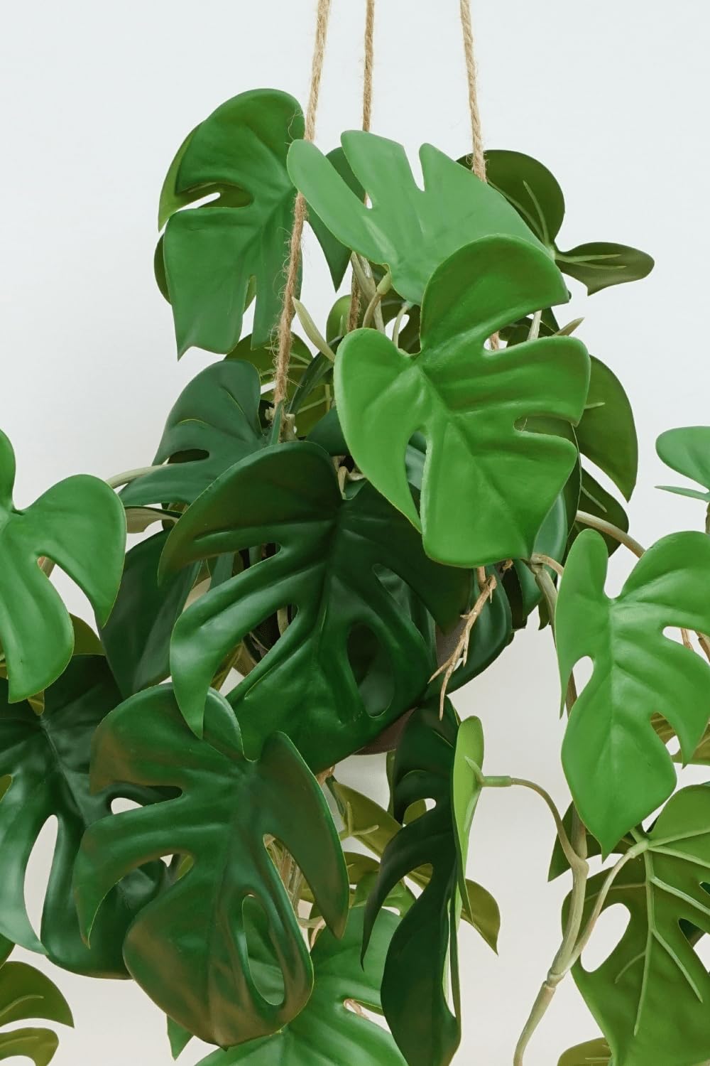 philodendron el guapo Philodendron El Guapo [Colombian NOID] | Uprooted