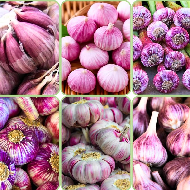 Find The Best Purple Garlic Plant For Your Garden