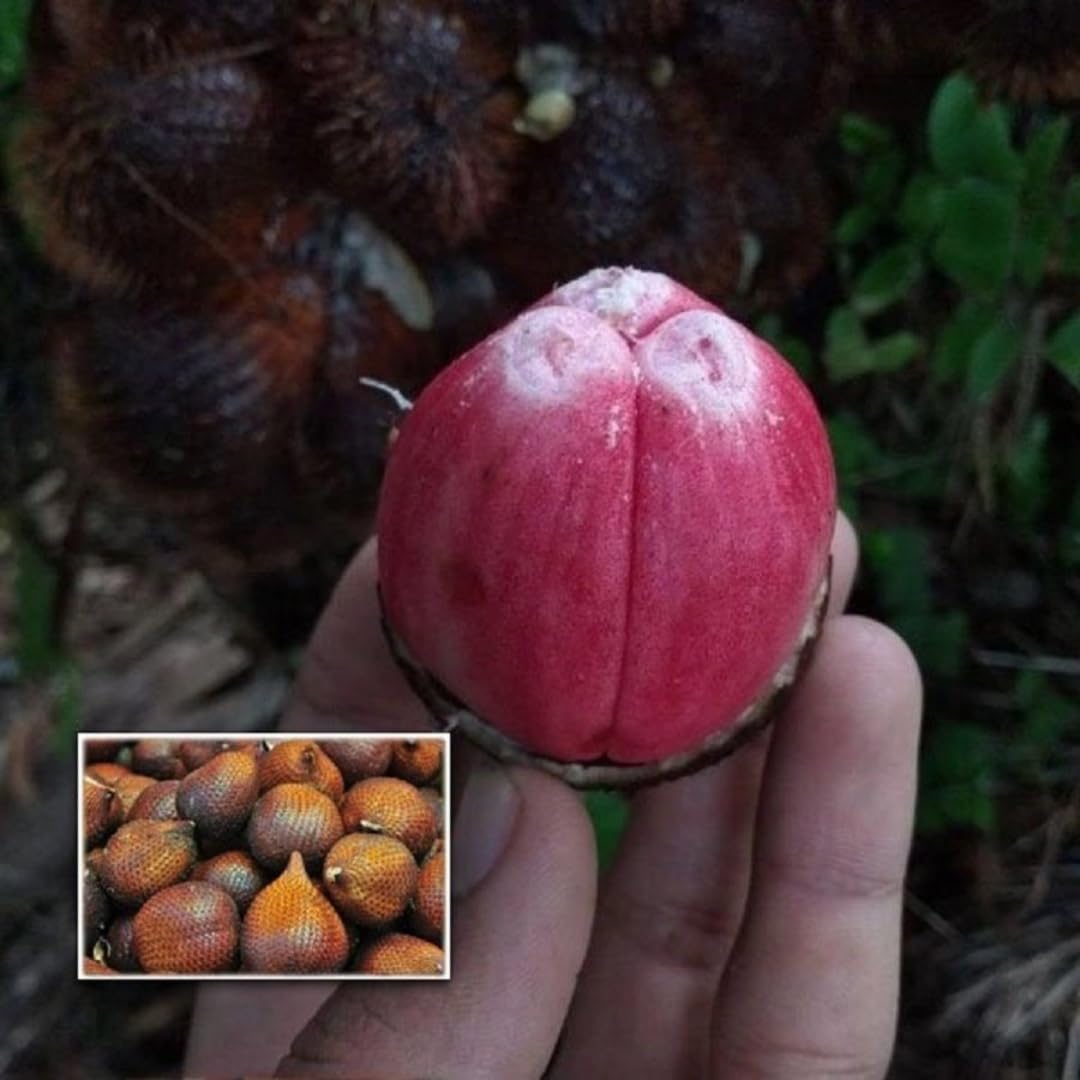 M-Tech Gardens Rare Red Salak Fruit Plant (Salacca affinis, Hybrid) Exotic 1 Live Fruit Plant