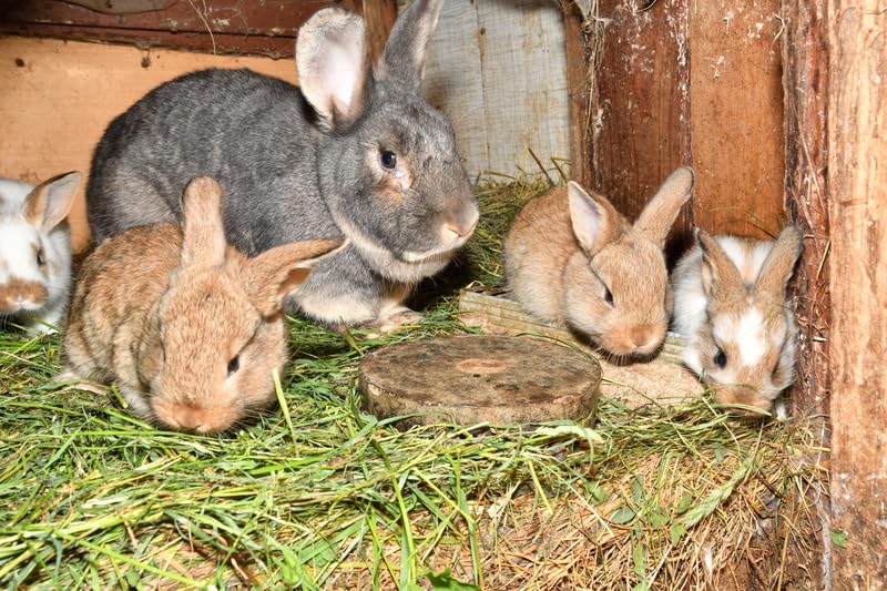 CZ Grain Alfalfa Natural Timothy Hay para Conejos y Cobayos (8 lbs) miniatura 2