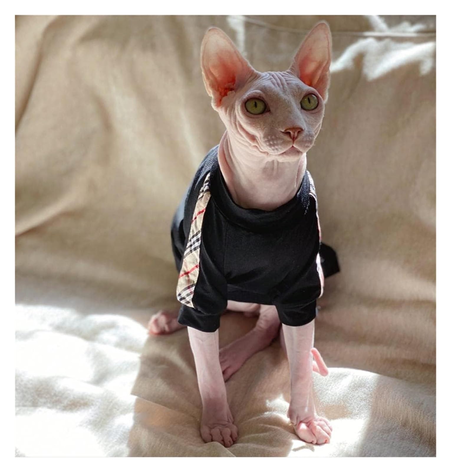 SPHYNX CAT Ubranka dla kotów z fakturą, bawełniana czarna koszulka z dodatkiem aksamitu,Odzież dla kotów(Free,M)