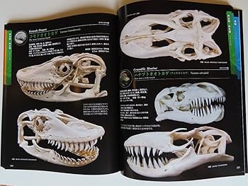 特大 ホシエイ 頭骨標本 特大 ホシエイ 頭骨標本 特大 ホシエイ 頭骨標本