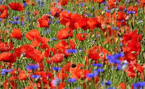 20 qm Mohnwiese blaue Kornblume und roter Klatschmohn Bienenweide Insektenwiese rote und blaue Blumenlandschaft (20qm = 10 Gramm reines Saatgut)