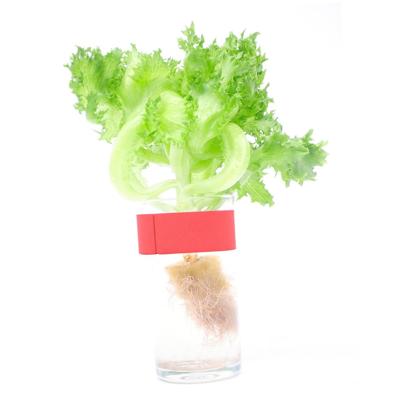 DOITOOL Bloques para Cultivo sin Suelo de Eva de Esponjas Hidropónicas 50 Ideales para Plantación de Semillas y Base de Jardinería de Vegetales Color Aleatorio
