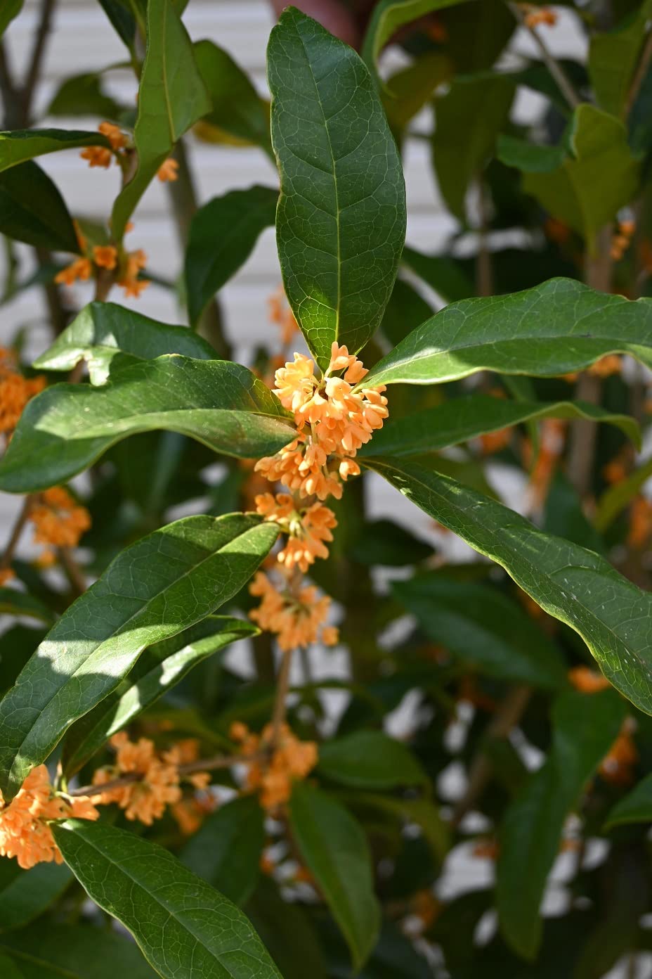 Amazon.co.jp: 金木犀苗大苗 キンモクセイ苗木大苗 高さ150センチ前後