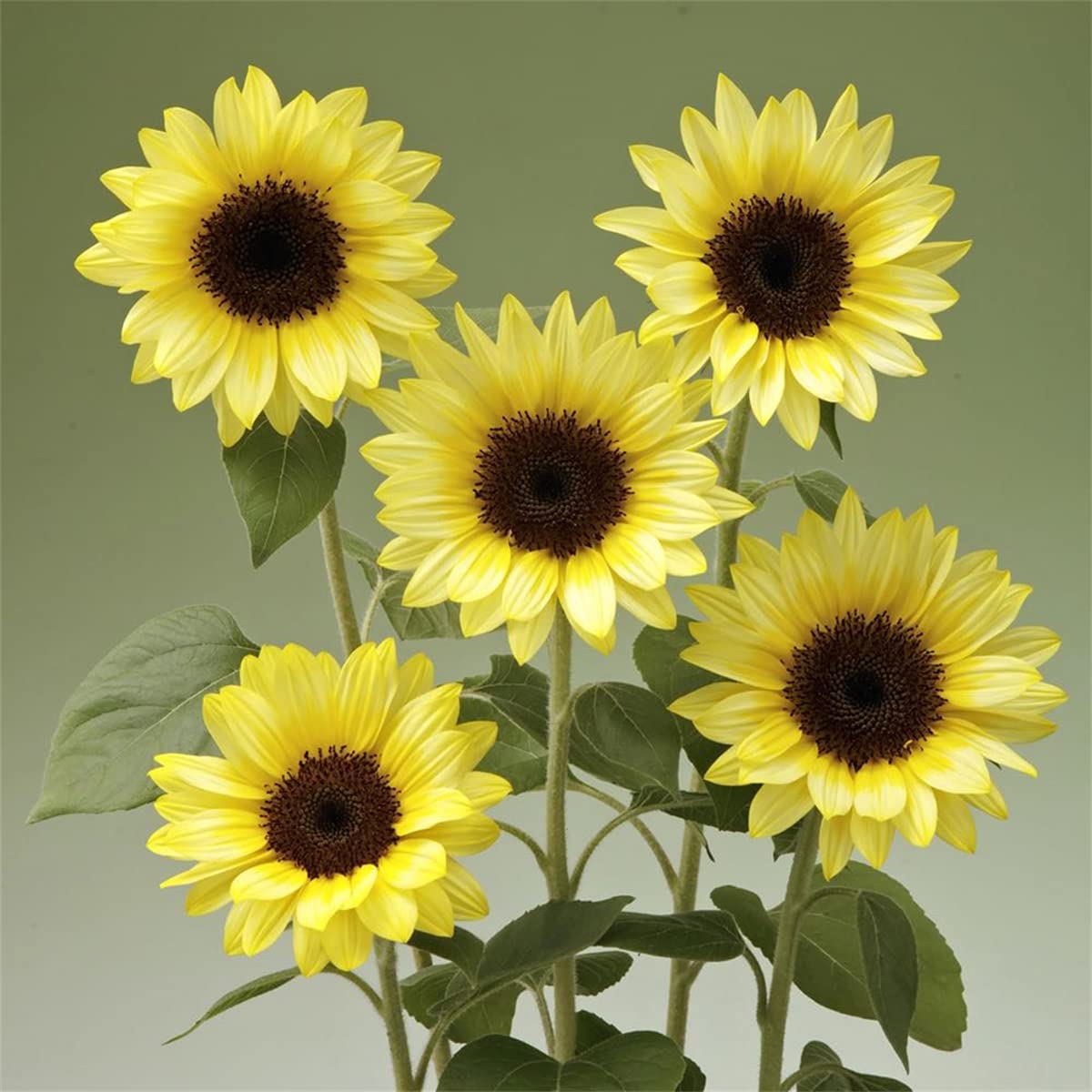 Sehr Exklusiv, Gartendeko FüR DraußEn, Gartendekoration, Nachhaltige Geschenke, Super Kollektion, Schnell-Wachsend, -2500 sonnenblumen-j