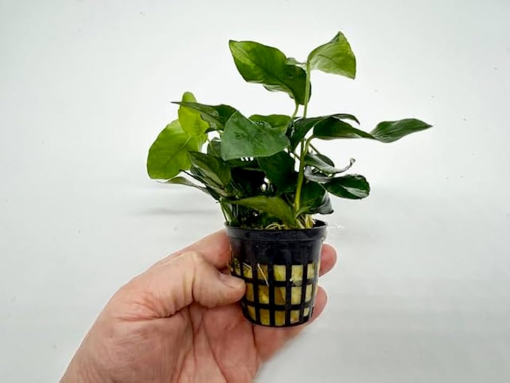 Amazon.co.jp: 水草 アヌビアスバルテリーナナ POT入り アクアリウム