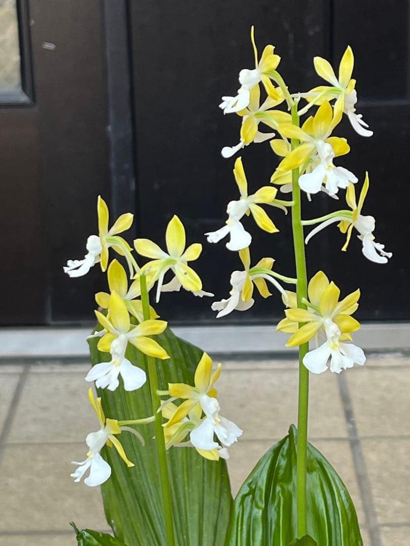 コオズエビネ　りつこの輝　自然種（古芋＋多分花芽＋脇芽付き） Amazon.co.jp: コオズエビネ りつこの輝 自然種（古芋3＋花芽） : DIY