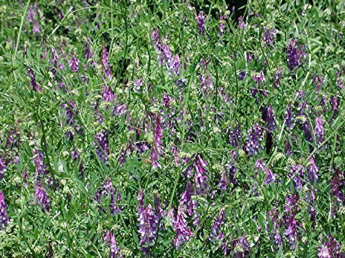 HAIRY VETCH SEEDS * NITROGEN FIXER *