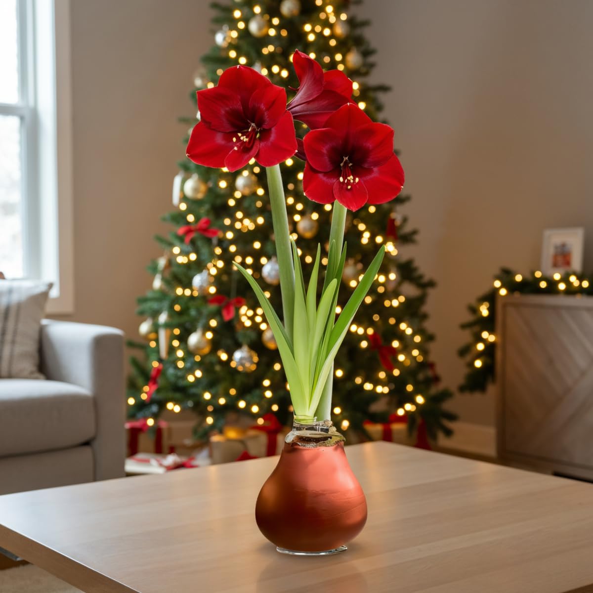 Bulbi di Amaryllis Cera Bronze - 2 Bulbi Fiori in Grande Formato 26/30