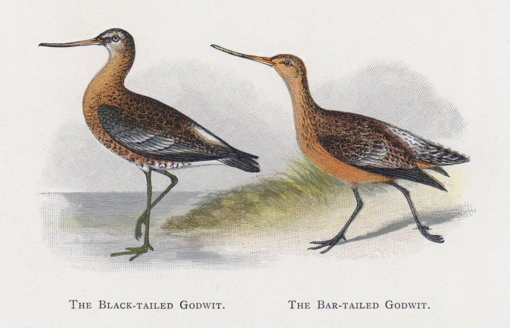 WACTWJNA Famous Canvas Picture Art Classic Canvas Picture the Black Tailed Godwit the Bar Tailed Godwit by Alexander Lydon Wall Art Canvas Poster for Hallway Decor 60x90cm