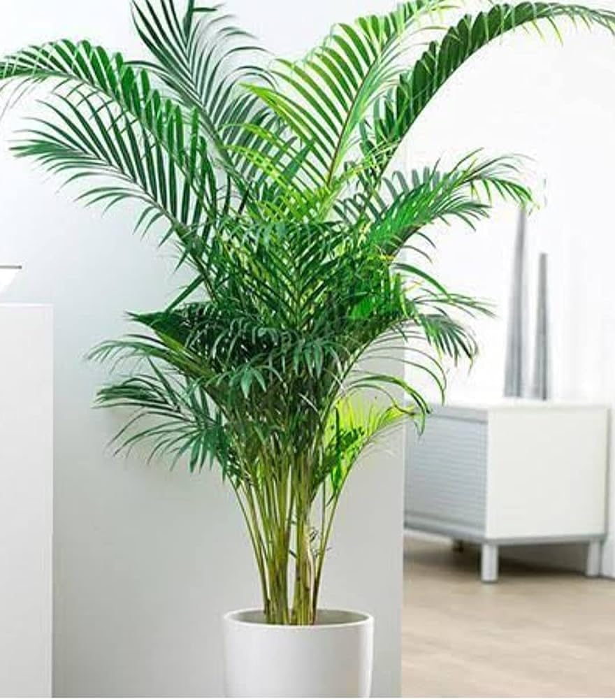 Erica palm live plant, live plant for erica palm (pack of 3) (B0CJM6R93W) Amazon Price History, Amazon Price Tracker