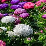 Colour Carpet China Aster Seed 1 Gram ~42 Seeds – Non-GMO Flower Seeds for Garden Borders, Containers, Bedding – Mix of White, Purple, Red, Pink – Annual, Easy to Grow, Deer Resistant