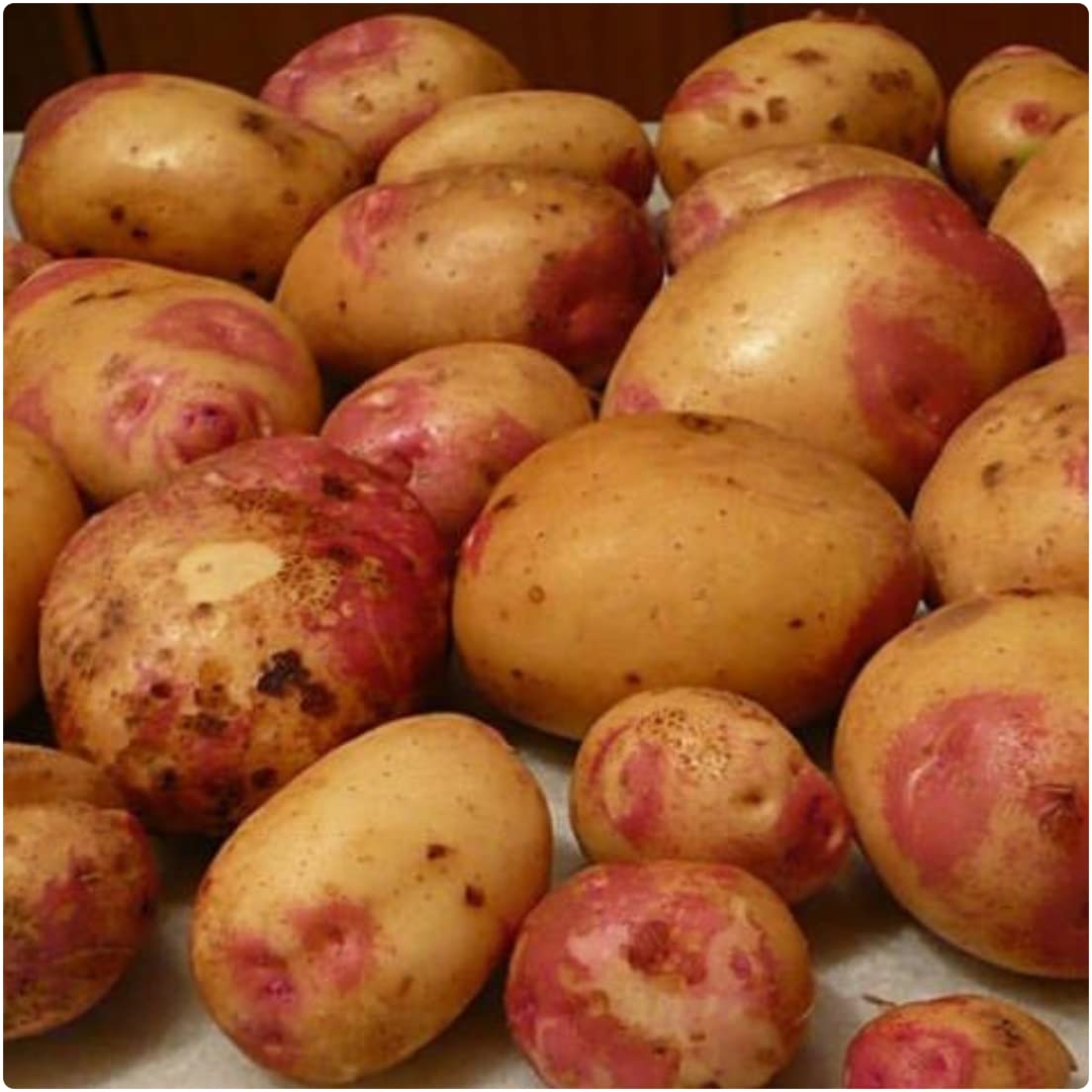 Seed Potato 'King Edward' Main Crop 2kg net for Planting by Growtanical®