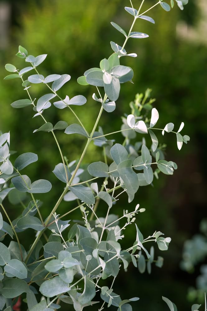 Eucalyptus gunnii Azura Strauch – Winterharter Eukalyptus für Garten & Terrasse, Aromatische Blätter, Pflegeleicht, Zierpflanze im Topf (1)